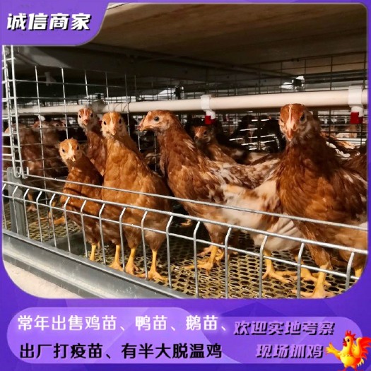 衡阳红毛蛋鸡苗脱温鸡产蛋王鸡多蛋鸡饲养一个月的