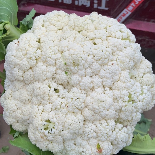 新野县有机花
