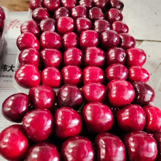 临朐县山东大棚樱桃 美早樱桃 红灯樱桃大量批发 全国发货