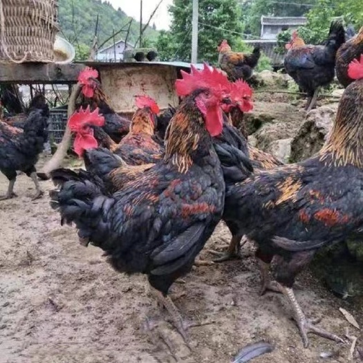 衡阳快大黑鸡苗温氏黑五鸡苗黑六鸡苗肉鸡雏成年八到十斤左右