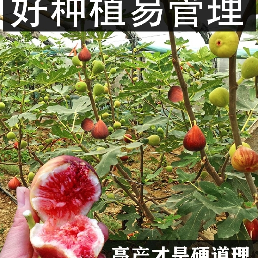 北京无花果树苗盆栽水果苗四季特大波姬红南北方阳台种植地栽当年结果