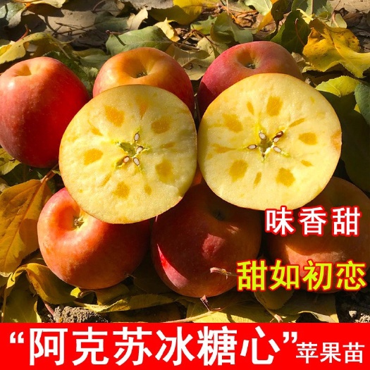 新疆阿克苏冰糖心苹果苗嫁接苹果树苗抗寒南北方种植盆栽果树果苗