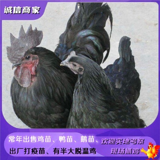衡阳快大黑乌鸡苗五黑鸡苗肉鸡雏做了出壳疫苗