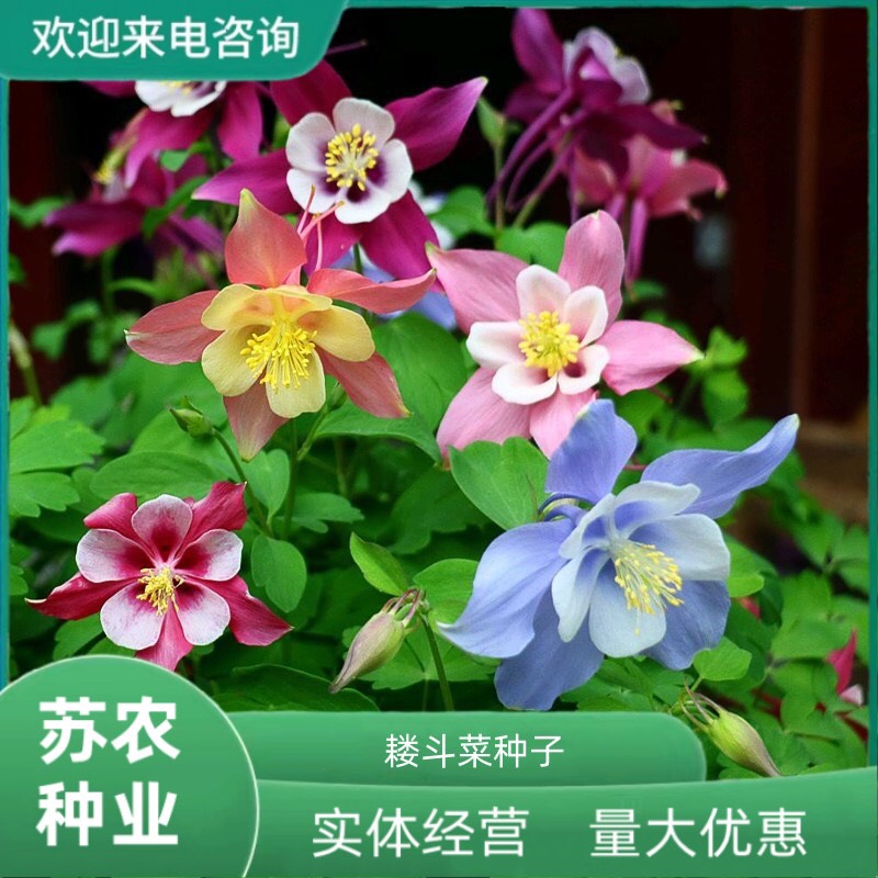 沭阳县耧斗菜种子花种籽猫爪花种子花籽四季 易种开花不断 室内室外花
