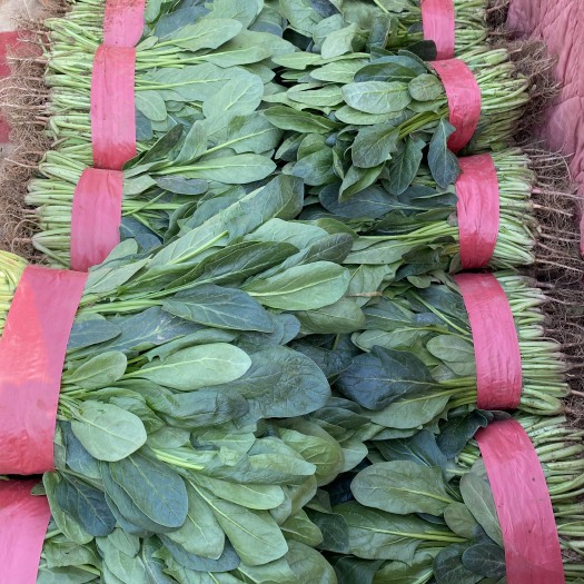 邯郸河北邯郸产地直发大叶菠菜，欢迎咨询