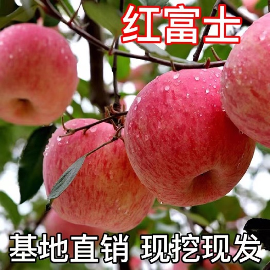 平邑县红富士树苗脆甜苹果树苗嫁接苹果苗南方种植盆栽地栽抗寒树苗嫁接