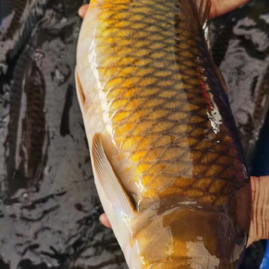 镇远县黄金甲鲤鱼，可批发，价格另谈！