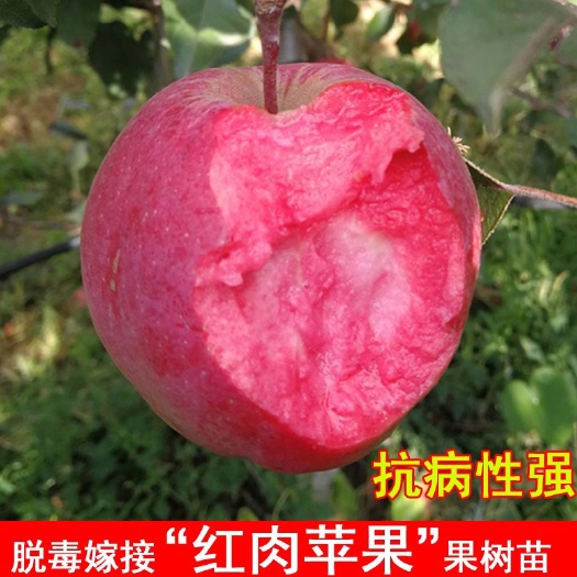 平邑县红肉苹果树苗红色之爱红心苹果苗北南方庭院种植盆栽地栽当年结果