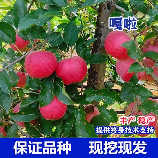 平邑县红嘎啦苹果苗脆甜红富士嫁接苹果树苗盆栽庭院南方北方种植果树苗