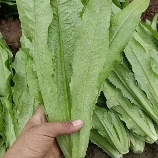 邯郸￼邯郸本地油麦菜大量有货￼