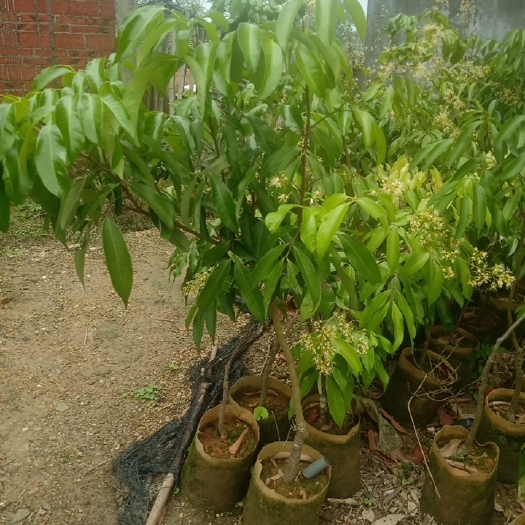 灵山县无核荔枝苗