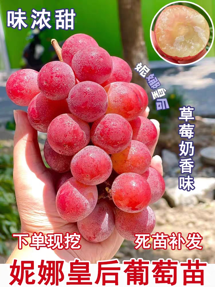 无核玫瑰香葡萄苗玫瑰香葡萄树苗南北方种植盆栽地栽爬藤葡萄树苖