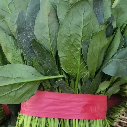 邯郸河北邯郸本地菠菜大叶子小叶子￼大量现货供应量大优惠