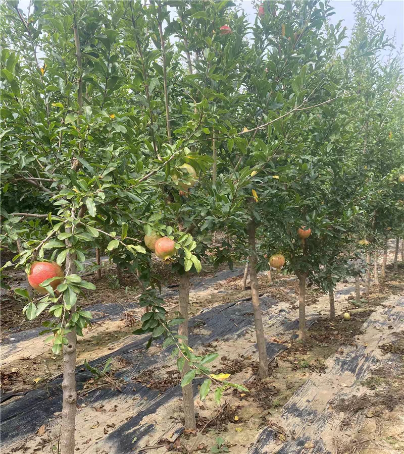 石榴树苗庭院果树突尼斯软籽甜石榴树苗地栽特大红袍石榴树带土球