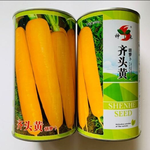 沭阳县齐头黄胡萝卜种子肉质细嫩，味甜，脆，品质佳，全国各地均可种