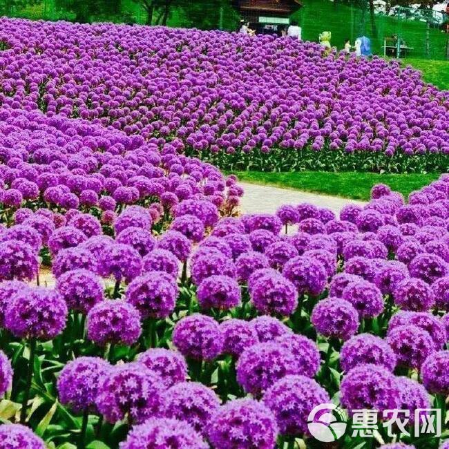 大花葱种球荷兰，耐寒花卉盆栽植物庭院地栽大葱花球四季易活