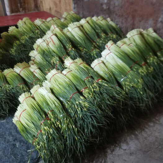 亳州蒜苔大量上市需要老板联系