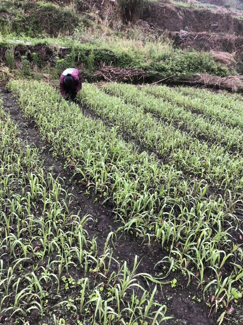 【巨菌草苗】红象草苗甜象草苗皇竹草苗牧草种子四季收割泡沫箱包