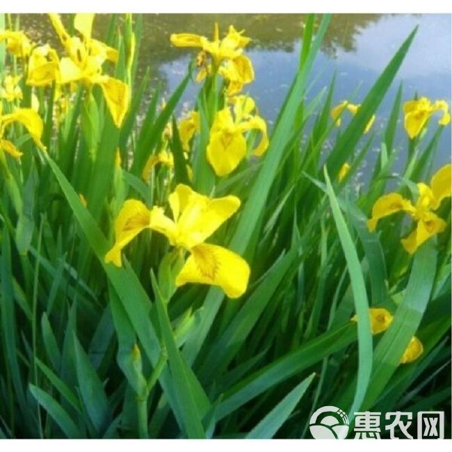 黄菖蒲种子，黄花鸢尾水生净水植物池塘水草种子耐寒水烛花批发