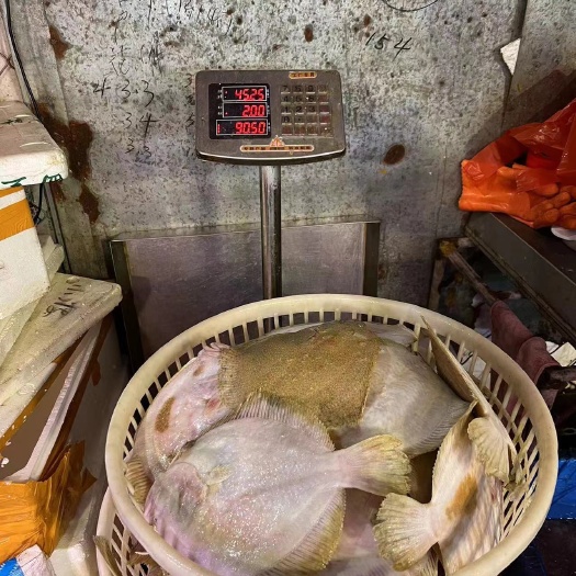 兴城市冰鲜多宝鱼