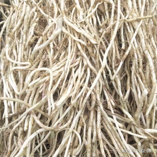 款冬花种苗