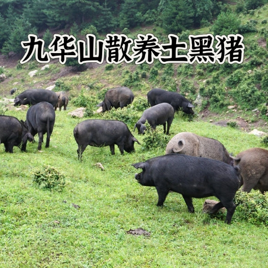 安徽九华山黑毛猪，林间生态散养土黑猪肉顺丰京东冷链发货