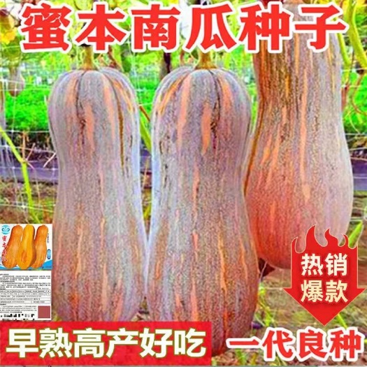 长沙早栗蜜本南瓜种子超甜粉面糯早熟香糯耐贮运新品种四季蔬菜种子孑