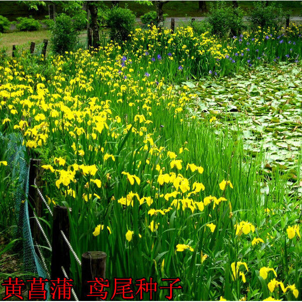 黄菖蒲种子，黄花鸢尾水生净水植物池塘水草种子耐寒水烛花批发