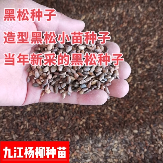 九江今年新上市的黑松种子 黑松种籽价格 造型黑松种子批发