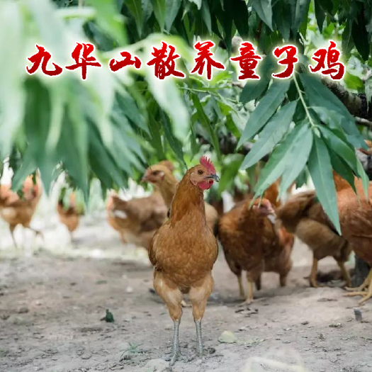 顺丰包邮～九华山生态散养童子鸡2只起发货