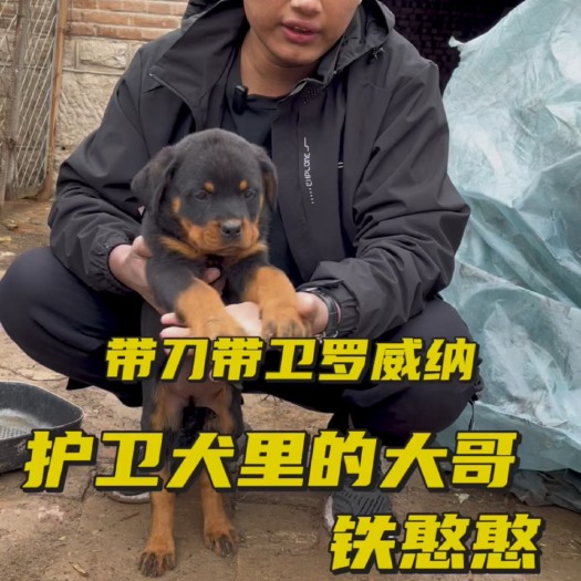 郓城县宠物代淘
