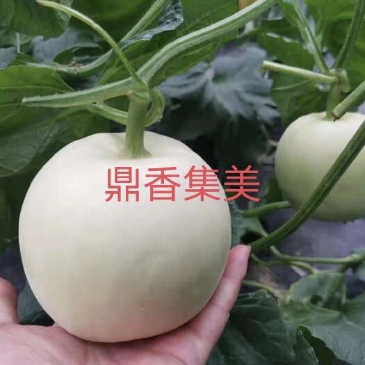 扶沟县鼎香集白皮白肉甜瓜种子早熟圆形果皮薄结果能力强