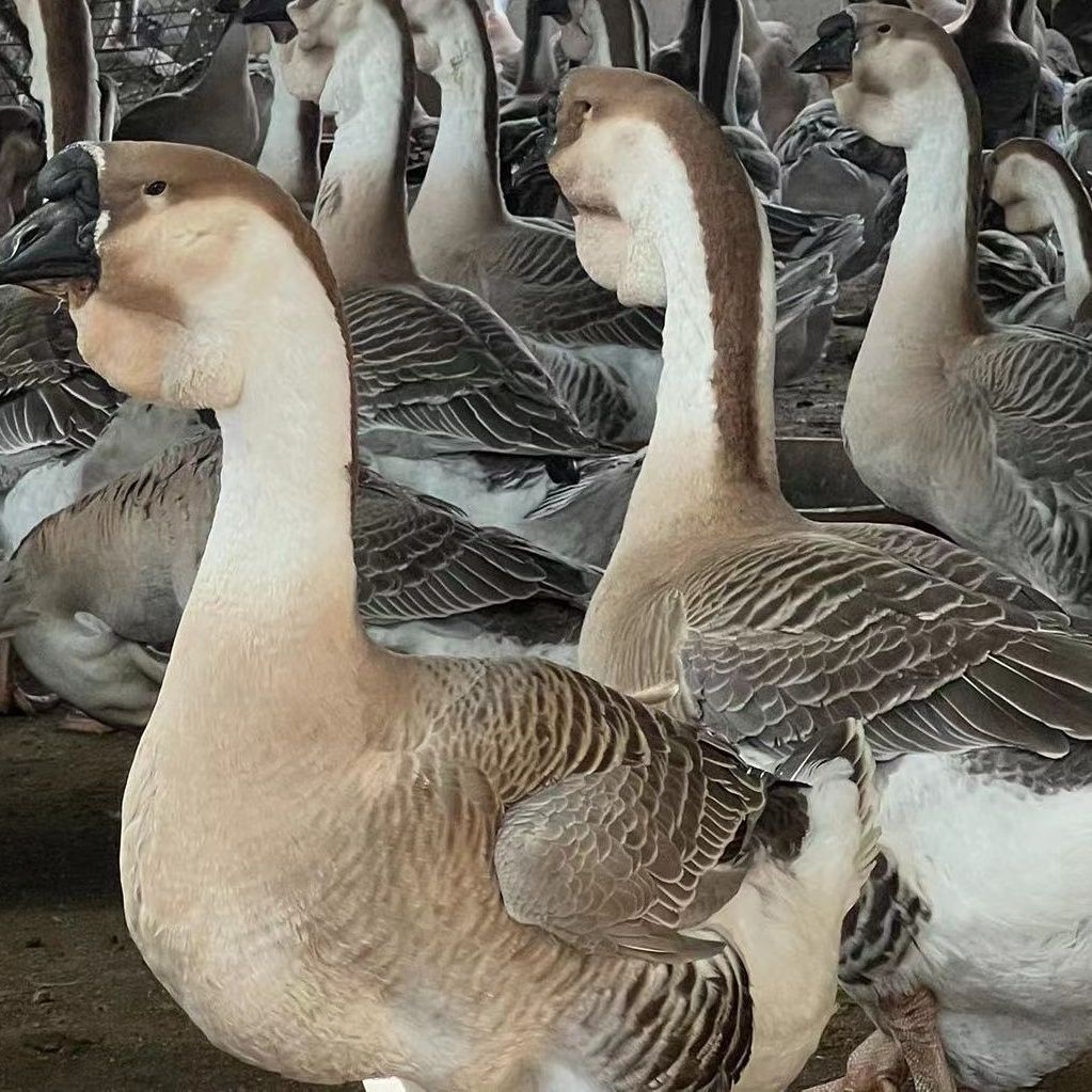 汕頭純種獅頭鵝活苗小鵝活苗小獅頭鵝崽特大種獅子頭鵝特大種