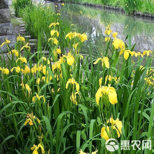 黄菖蒲种子，黄花鸢尾水生净水植物池塘水草种子耐寒水烛花批发