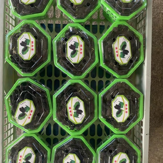 汕头桑椹