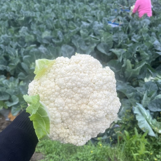 韶关新苗菜花散花松花菜白花菜基地直发