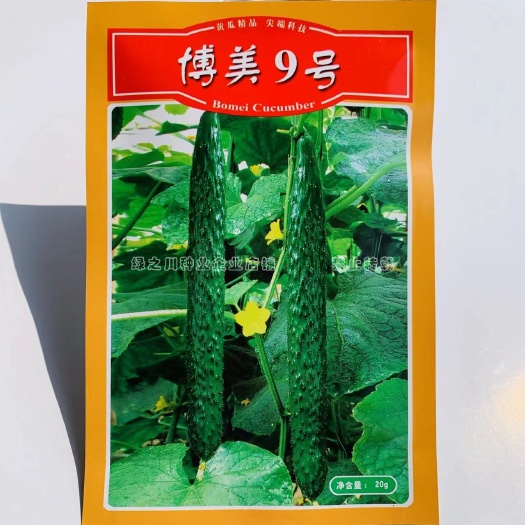 沭阳县德瑞特博美9号黄瓜种子 抗热春秋油亮密刺油亮长黄瓜青瓜种子
