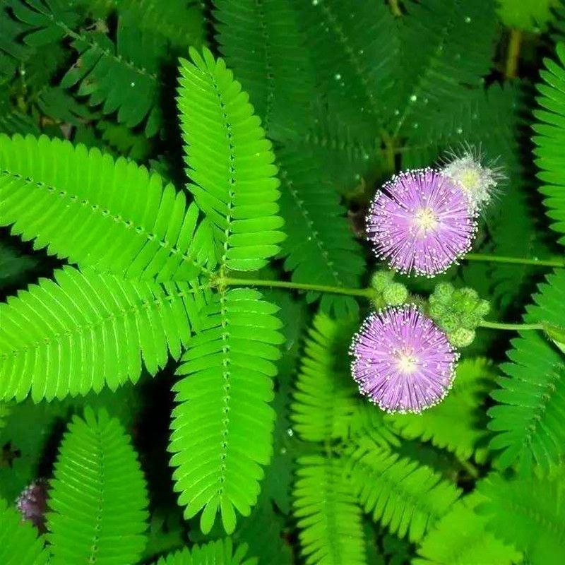 四季含羞草种子种籽，小盆栽植物室内阳台绿植草籽趣味害羞草子