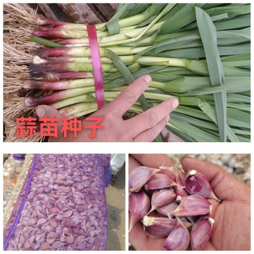 鱼台县蒜苗种子，红根蒜苗种子，四季蒜苗种子，青蒜苗种子