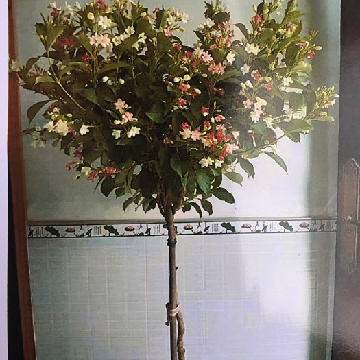 西安五彩花树，花期长独特