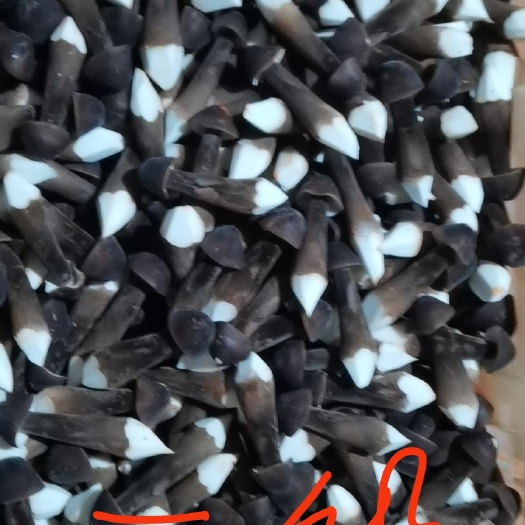 江华县黑皮鸡枞菌