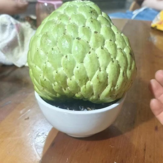 普宁市泰国大目牛奶释迦果苗