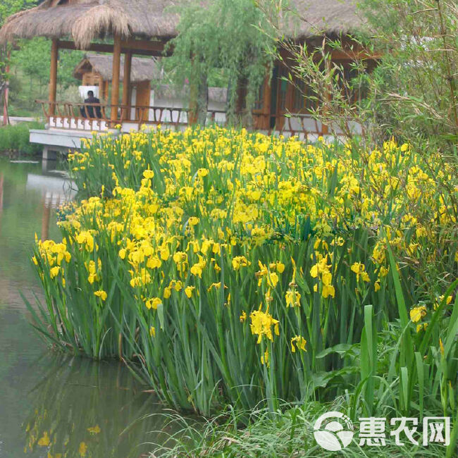 黄菖蒲种子，黄花鸢尾水生净水植物池塘水草种子耐寒水烛花批发