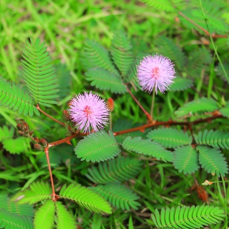 四季含羞草种子种籽，小盆栽植物室内阳台绿植草籽趣味害羞草子