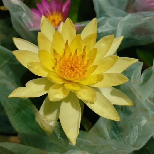 广州睡莲水生开花绿植花卉盆栽颜色鲜艳易养护搭理广东产地自产产品好