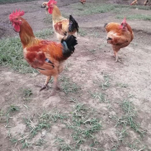 土鸡