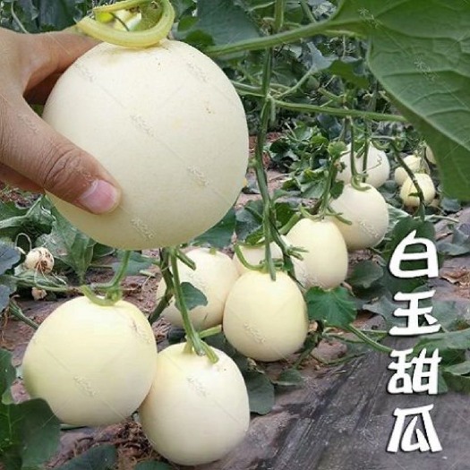 邵东市超甜白沙蜜甜瓜种籽春秋季薄皮特大白皮香瓜种子四季水果种子