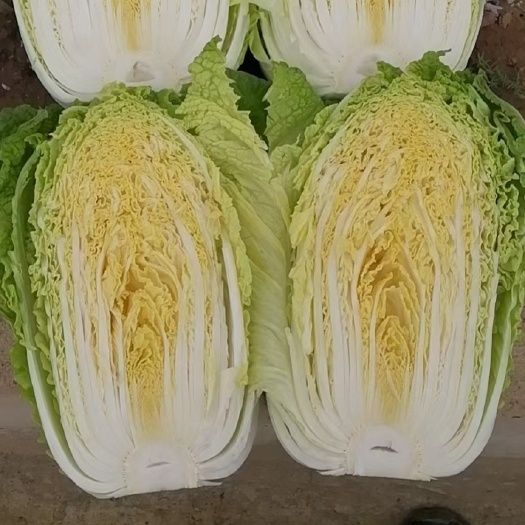 黑山白菜*大量上市【代发全国】