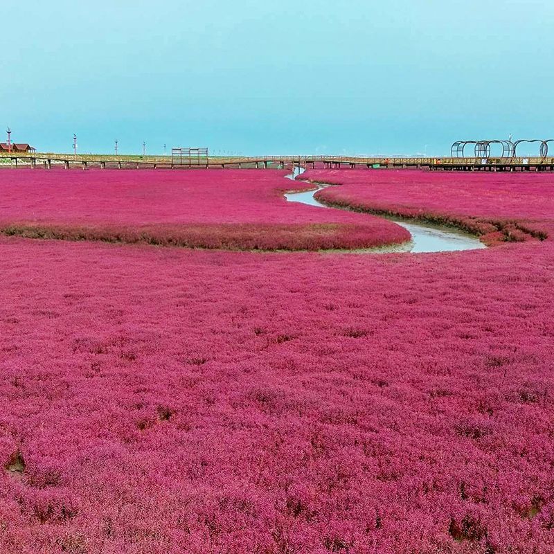 碱蓬草种子盐荒菜荒碱菜盐地碱蓬种子沙地荒地耐盐碱治理土壤改良