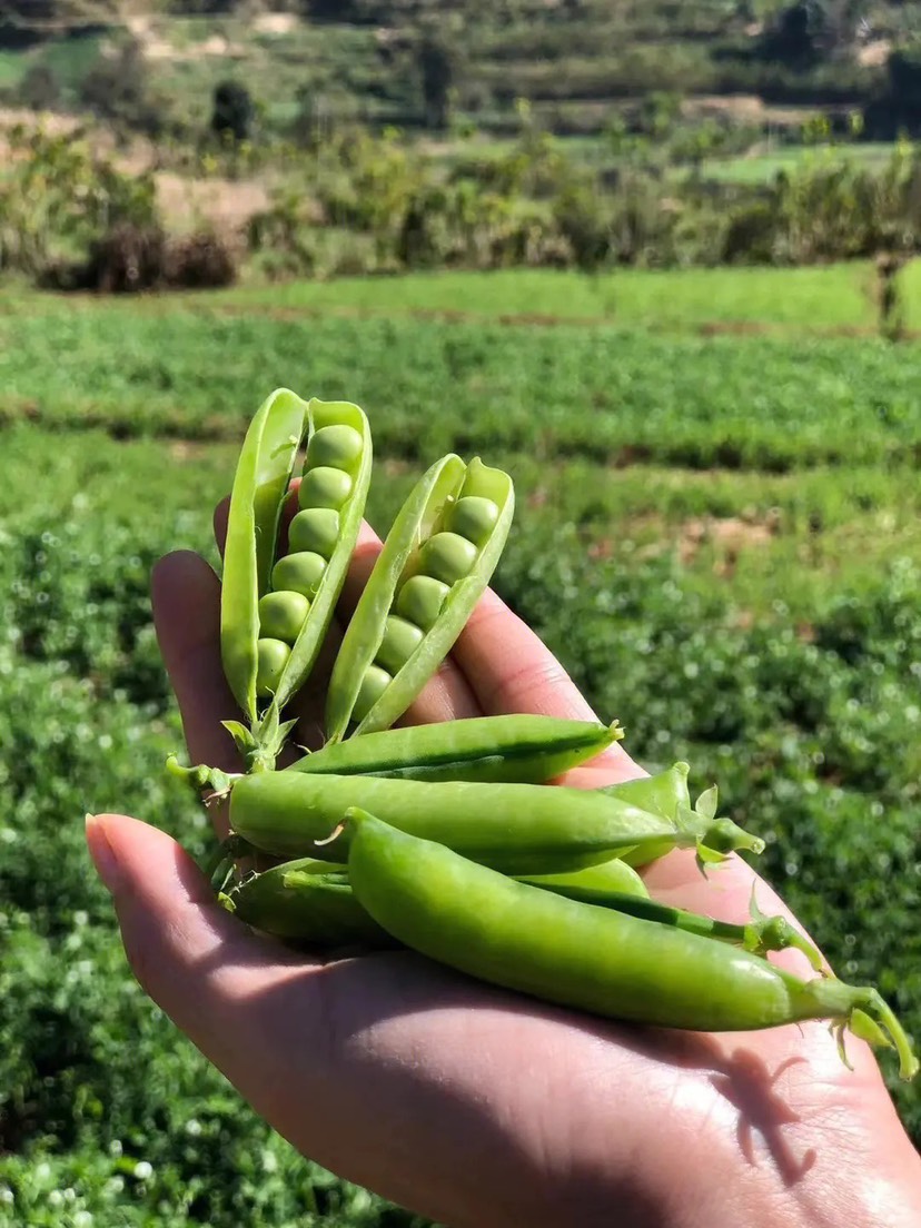 宜城市湖北豌豆已经上市！有中豌六号，九号，十一号！长寿仁！品种多！